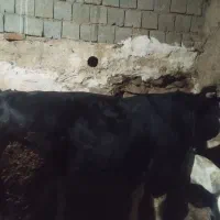 فروش گاو نر|حیوانات مزرعه|سارال, |دیوار