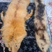 روباه دباغی شده|صنایع دستی و سایر لوازم تزئینی|باقرشهر, |دیوار