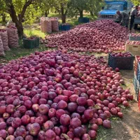 فروش سیب زیر درختی تناژ بالا (تولید کننده مستقیم)