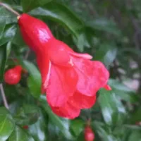 انگشتر گمشده