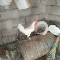 باسلام،خروس فروشی کسی خواست زنگ بزنه.