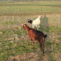 دو عدد بز ماده|حیوانات مزرعه|تولم شهر, |دیوار