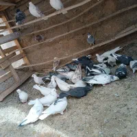 کبوتر  پرشتی