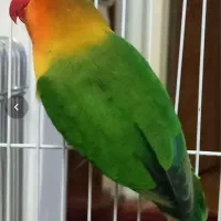 عروس هلندی نر