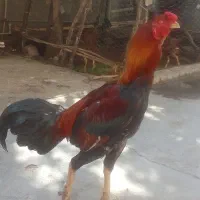 خروس و مرغ لاری|حیوانات مزرعه|نگین شهر, |دیوار