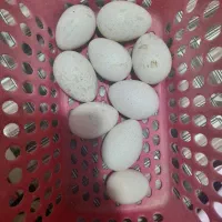 تخم بوقلمون تازه