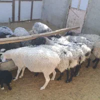 میش های خارجی چند قلو زا