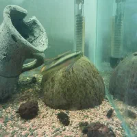 جفت کربنسیس