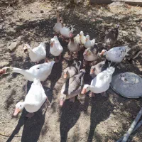 فروش|حیوانات مزرعه|هشترود, |دیوار