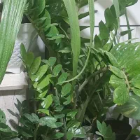 گلفروشی ارش|گل و گیاه طبیعی|لردگان, |دیوار