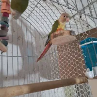 معاوضه گرینچیگ سالم|پرنده|اقبالیه, |دیوار