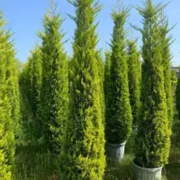 فروش ویژه سرولاوسون کامیس یاس هلندی