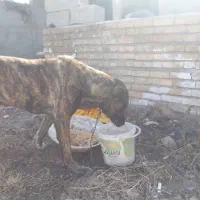 سگ افغانی نژاد دار ۱ ساله