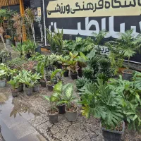 حرااج گل و گیاه