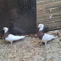 طوقی سرخ جفتگاه رنگه اس