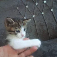 واگذاری گربه