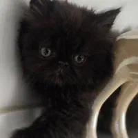 گربه پرشین مشکی