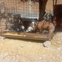دو عدد بز و بره