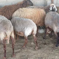 فروش مال داشتی وبره مار|حیوانات مزرعه|ساری, |دیوار