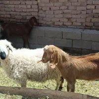 فروش گوسفند