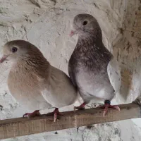 دو عدد کبوتر پرشی زردی و سرور نر و ماده خارجی|پرنده|بهارستان, |دیوار