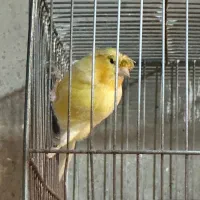 قناری|پرنده|اصفهان, باغ فدک|دیوار