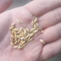 جو تمیز|لوازم جانبی حیوانات|دورود, |دیوار