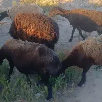 میش جوان قصر چاق گوسفند قربانی