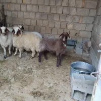 فروش بره چاق|حیوانات مزرعه|سیوان, |دیوار