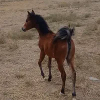 کره ۴ ماهه عرب