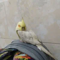 عروس هلندی لوتینیو گم شده