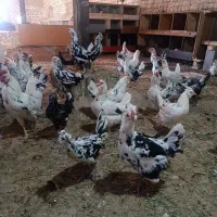 تخم مرغ گلین نطفه دار