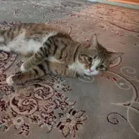 حیوان خانگی