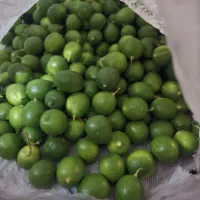 لیمو ترش