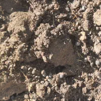 کود گوسفندی پوسیده