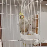 عروس هلندی خواص|پرنده|دلوار, |دیوار