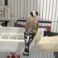 سهره سفید نر عالیی|پرنده|قدس, شهرقدس|دیوار