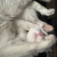 گربه سالم شیطون