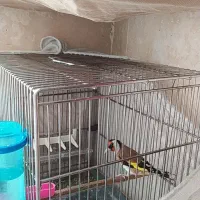 سهره بخون تازه تخت