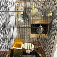 عروس هلندی مولد با ۴ جوجه ۲ ماهه تازه دون خور شده