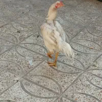 خروس لاری|حیوانات مزرعه|پاکدشت, پاکدشت (مامازند)|دیوار