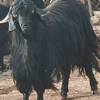 فروش یک عدد پازن