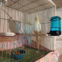 عروس هلندی خانگی در عجبشیر|پرنده|عجب شیر, |دیوار