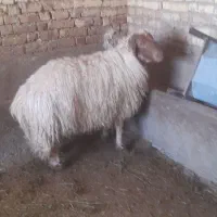 قوچ|حیوانات مزرعه|ماهیدشت, |دیوار