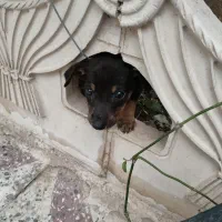 دوبرمن اصل ولی ماده یکی ۷۰۰تومن کمتر هم میدم