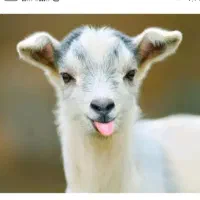 بز و بزغاله