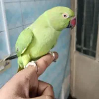 طوطی اهلی ب شرط