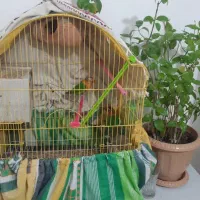 جفت طوطی کوتوله برزیلی با قفس|پرنده|بندرعباس, |دیوار