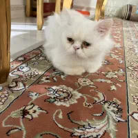 گربه|گربه|کومله, |دیوار