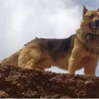 سگ ژرمن